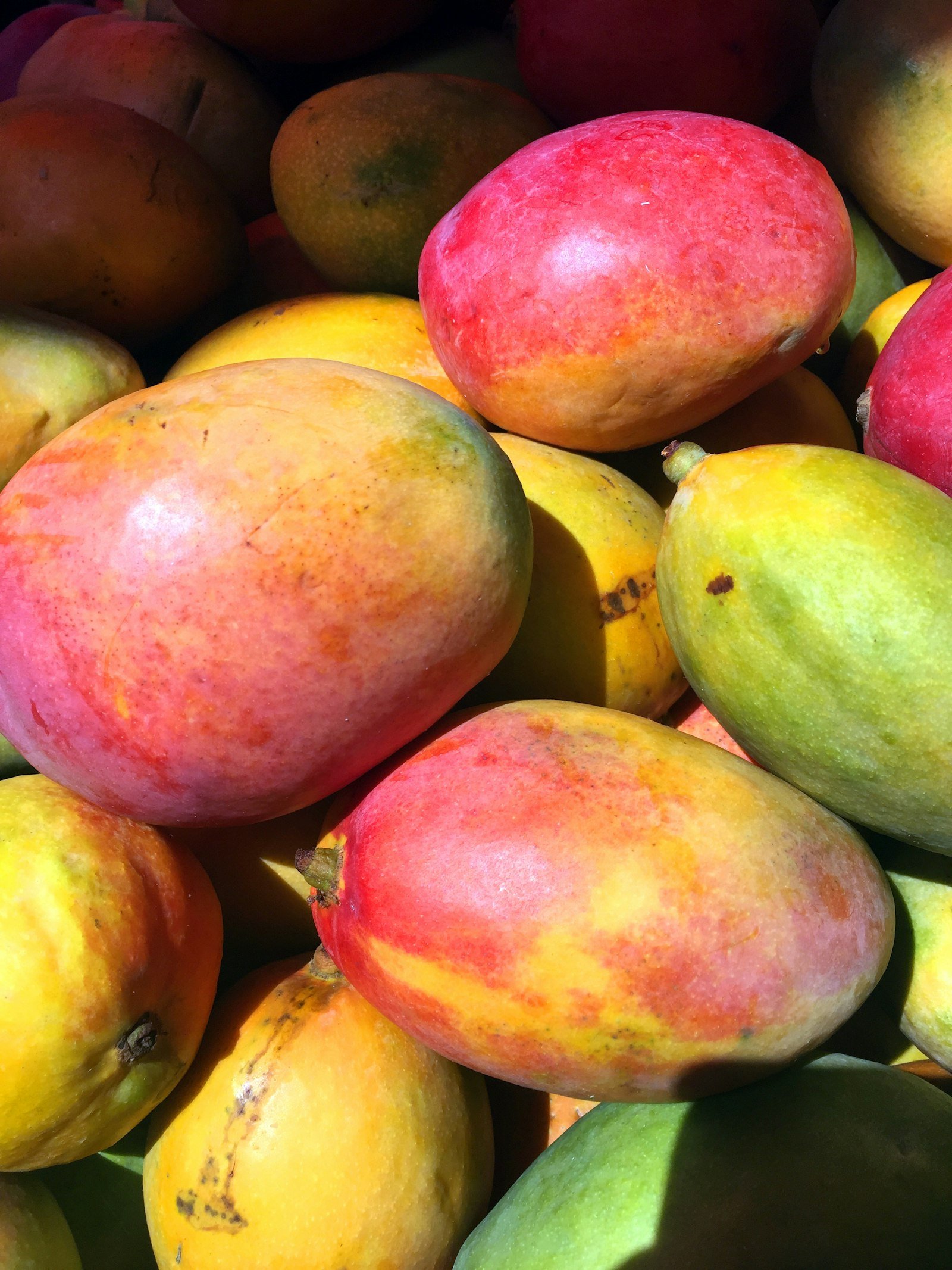 Pile of fresh red and yellow mangoes